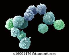 Embryonic stem cells, SEM