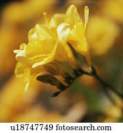freesia, flores, (Freesia, sp.)