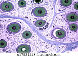 Hair Shaft Stock Photos and Images. 415 hair shaft pictures and royalty