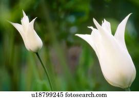 lírio, tulipa, (Tulipa, 'White, Elegance')