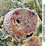 Pancreas cell, SEM