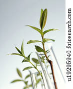 Plant biotechnology