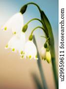 verão, snowflake, (Leucojum, aestivum)