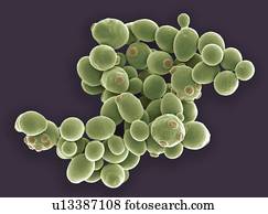 Yeast cells, SEM