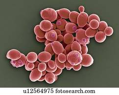 Yeast cells, SEM