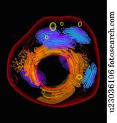 Animal cell, artwork