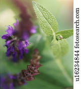 sábio, (Salvia, sp.)