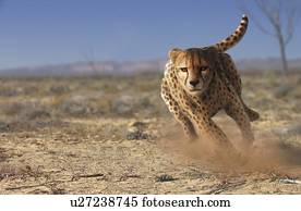 chita, executando, artwork