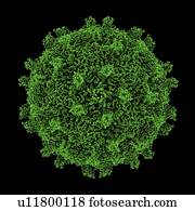 Coxsackie, b3, vírus, partícula