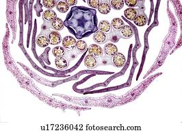 crisântemo, broto flor, micrograph leve