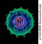 Hepatitis C virus, artwork