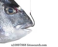 Hooked fish