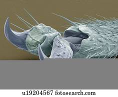 inseto vara, pé, without