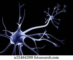 Nerve cell