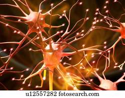 Nerve cells, artwork