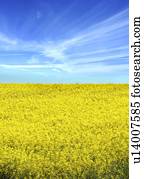 oilseed estupram, colheita