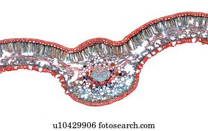 Sago palm leaf, light micrograph