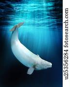 baleia beluga, artwork