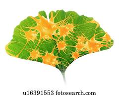 Ginkgo and nerve cells