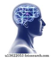 Head with brain and network diagram