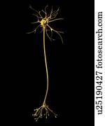 Nerve cell