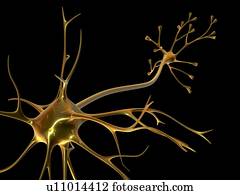 Nerve cell