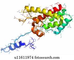 Rous, sarcoma, vírus, capsid, proteína