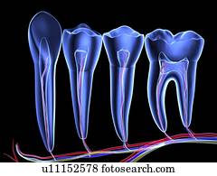 Teeth, cross section