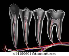 Teeth, cross section