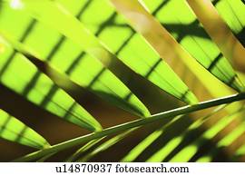 Palm leaf