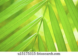 Palm leaf