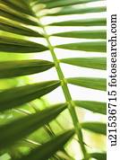 Palm leaf