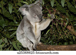 koala