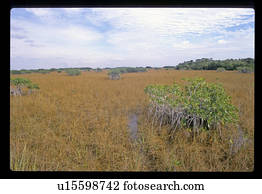 pântano