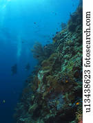 Scuba Diver and Sea Life