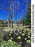 lago, e, oriental, gambá, repolhos