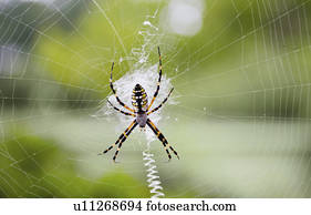 aranha, ligado, teia