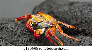 Brightly colored Sally Lightfoot crab (Grapsus grapsus) on a rock at the coast, Puerto Egas, Santiago Island, Galapagos Islands, Ecuador