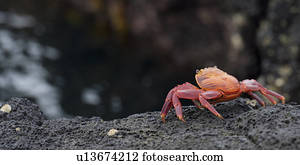 Brightly colored Sally Lightfoot crab (Grapsus grapsus) on a rock, Puerto Egas, Santiago Island, Galapagos Islands, Ecuador