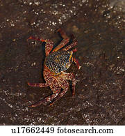 Brightly colored Sally Lightfoot crab (Grapsus grapsus) on a rock, Tagus Cove, Isabela Island, Galapagos Islands, Ecuador