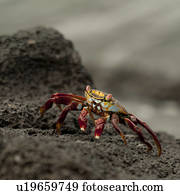 Brightly colored Sally Lightfoot crab (Grapsus grapsus) on rocky beach, Punta Espinoza, Fernandina Island, Galapagos Islands, Ecuador
