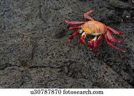 Brightly colored Sally Lightfoot crab (Grapsus grapsus), Puerto Egas, Santiago Island, Galapagos Islands, Ecuador