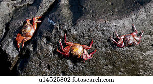 Brightly colored Sally Lightfoot crabs (Grapsus grapsus), Puerto Baquerizo Moreno, San Cristobal Island, Galapagos Islands, Ecuador