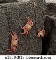 Brightly colored Sally Lightfoot crabs (Grapsus grapsus) on moving up on rock, Punta Espinoza, Fernandina Island, Galapagos Islands, Ecuador