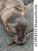 Close-up of a Fur seal pup, Puerto Egas, Santiago Island, Galapagos Islands, Ecuador