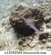 Eel on a rock underwater, Puerto Egas, Santiago Island, Galapagos Islands, Ecuador