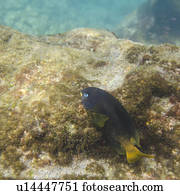 Fish on a rock underwater, Puerto Egas, Santiago Island, Galapagos Islands, Ecuador