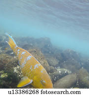 Fish swimming underwater, Puerto Egas, Santiago Island, Galapagos Islands, Ecuador