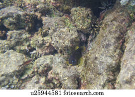 Fish swimming underwater, Puerto Egas, Santiago Island, Galapagos Islands, Ecuador