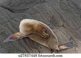Fur seal, Puerto Egas, Santiago Island, Galapagos Islands, Ecuador